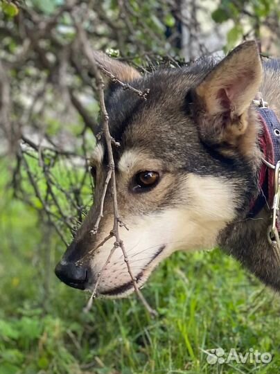 Собаке нужен дом