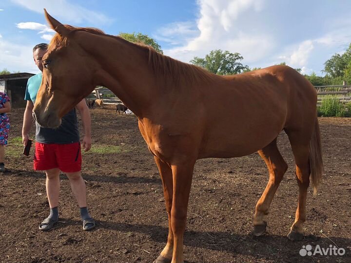 Лошадь жеребец