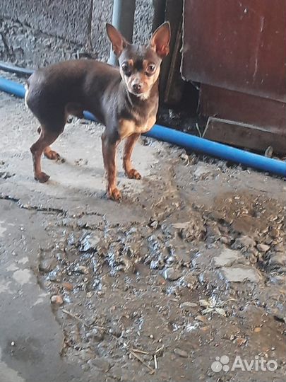 Мини той-терьер щенки