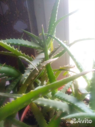 Алое лечебный,возраст 5лет,продаются ветками