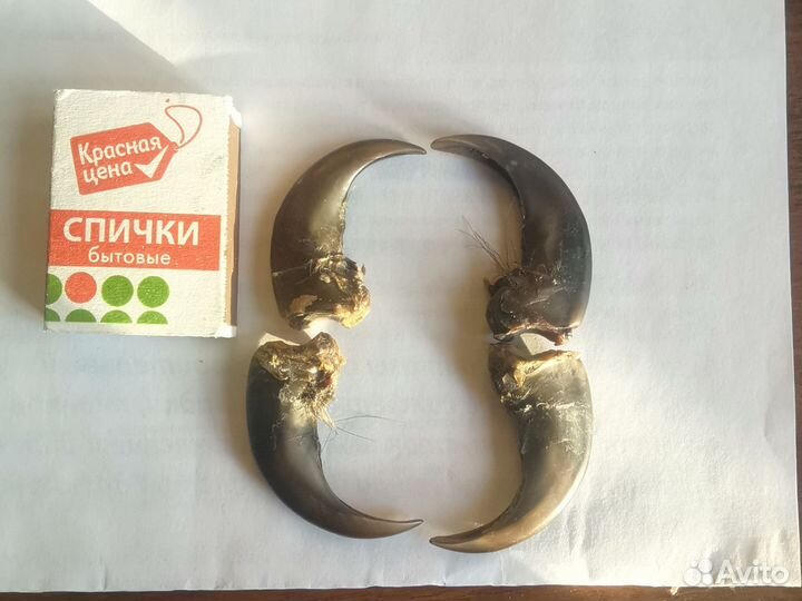 Дары Сибири