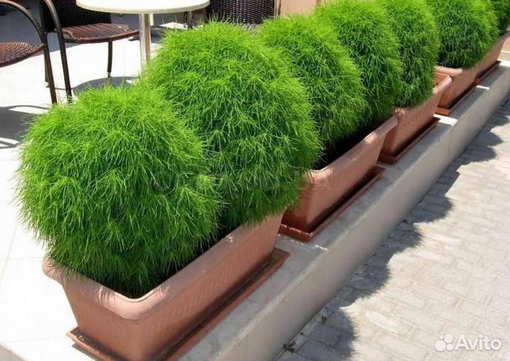 Кохия семена