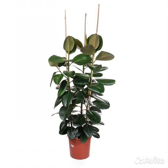 Неприхотливые растения