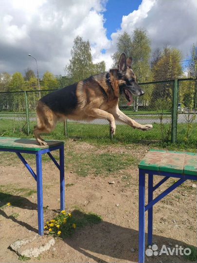 Выгул собак/догситтер