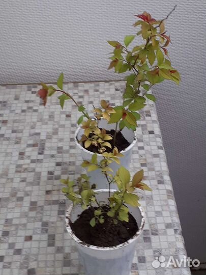 Спирея японская