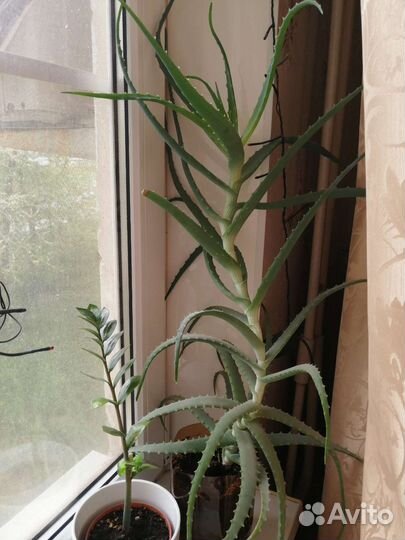 Комнатные растения:хойя,фиалка,алоэ,денежное дер