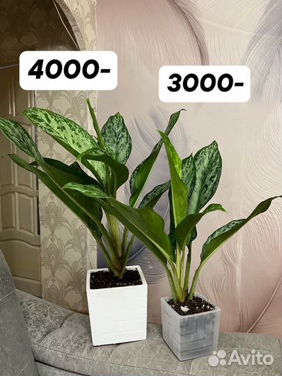 Аглаонема Фридман