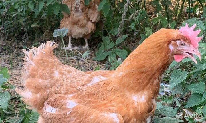 Куры от 50шт
