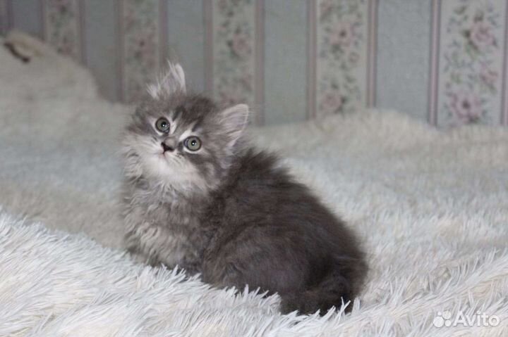 Девочка хайленд страйт