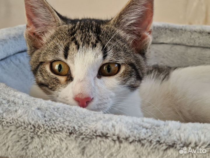 Котенок Тоши в дар