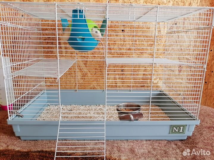 Крыса домашняя с клеткой