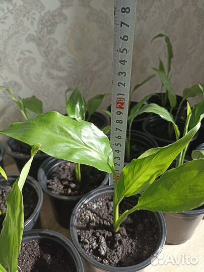 Спатифиллум шопен