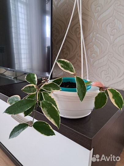 Хойя Альбомаргината Карноза