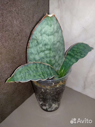 Сансивиерии сортовые