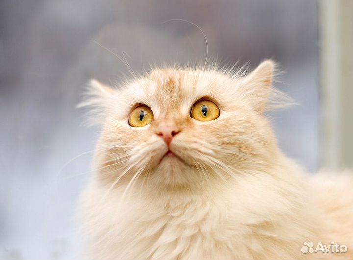 Пушистая киска Ириска