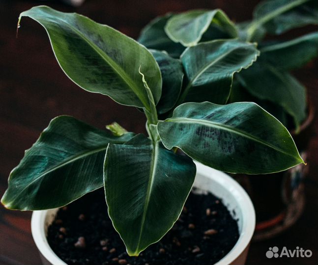 Банан комнатный
