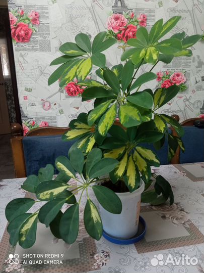 Хризантемы мультифлора