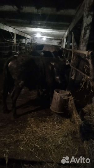 Быки на мясо