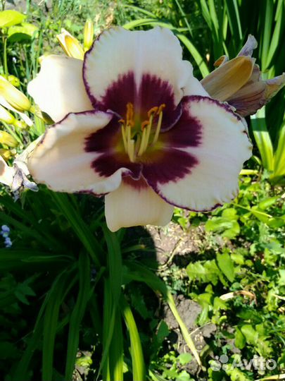 Лилейники сортовые