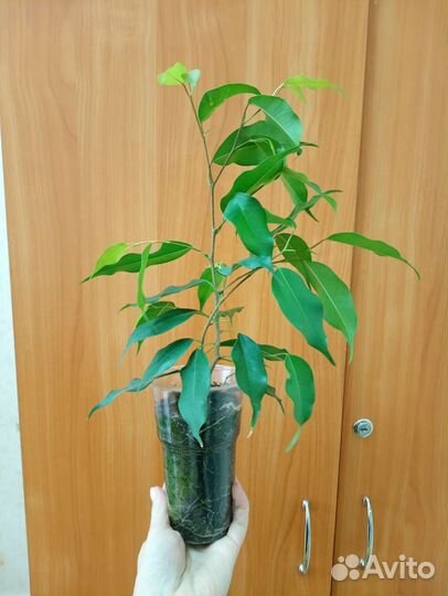 Фикус бенджамина