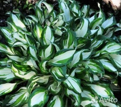 Хоста волнистая Медиовариегата