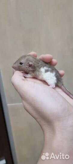 Крысята крыса дамбо вельветин рекс