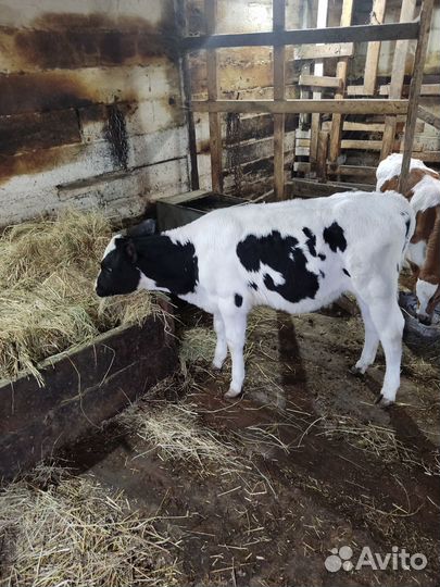 Продам телочку