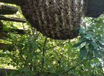 Пчёлки и наблюдения за их жизнью