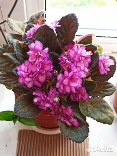 Сортовая фиалка(домашняя)