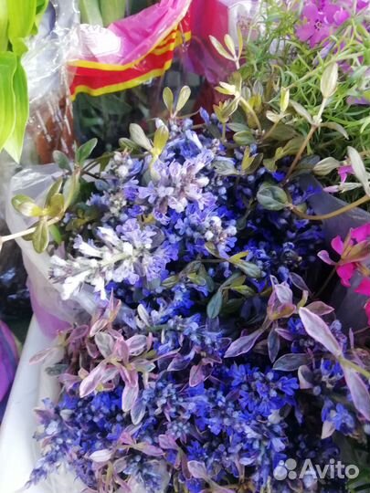 Садовые цветы