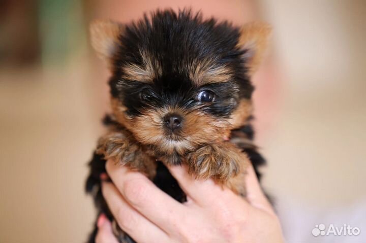 Эксклюзив шедевр микро девочка