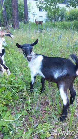 Козы, козлы