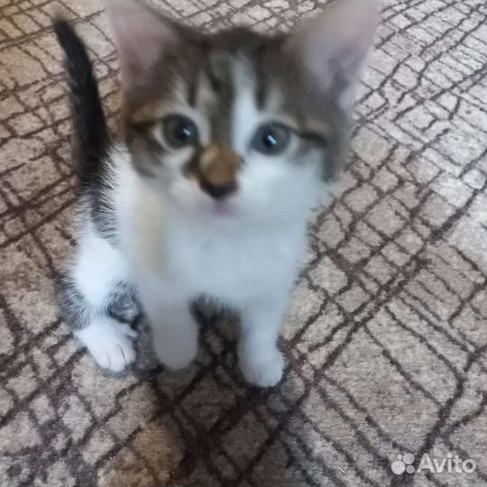 Котенок в добрые руки. Мальчик