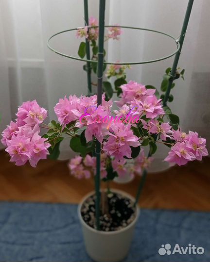 Комнатные цветы в ассортименте