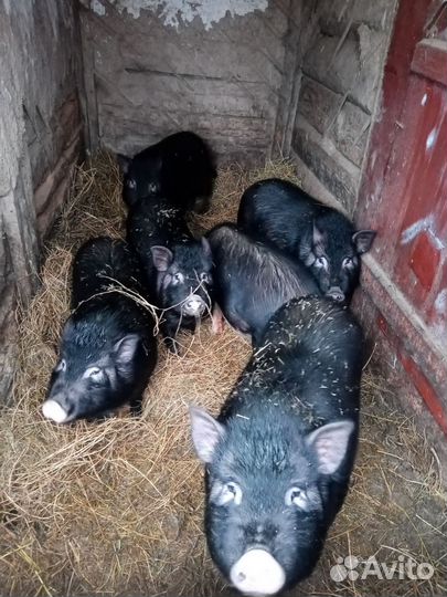 Вьетнамские свиньи