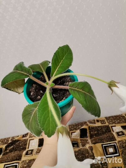 Цветы глоксиния