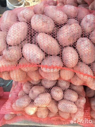 Картошка продажа опт 11р Винета, Колумба, Радрига
