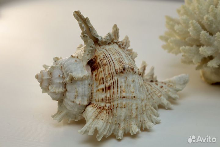 Морские ракушки и коралл