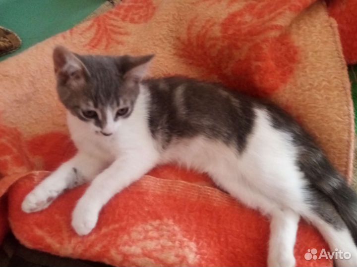 Котенок в добрые руки