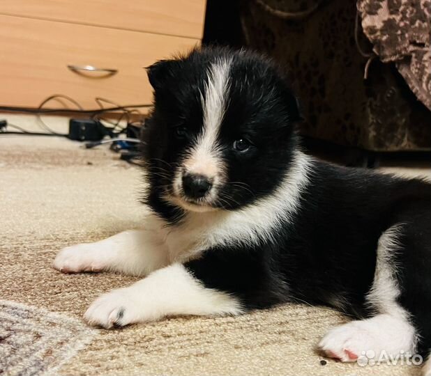 Самоедская лайка щенки