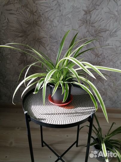 Хлорофитум лаксум