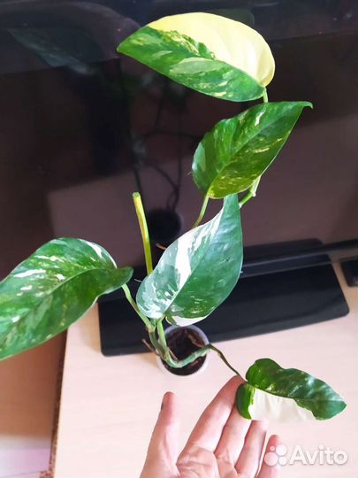 Саншайн, параизо верде