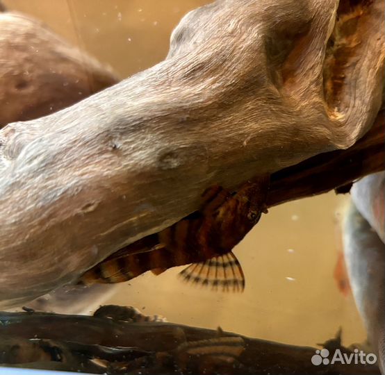 Номерные сомы L397