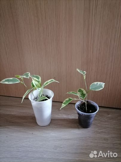 Сортовые фикусы