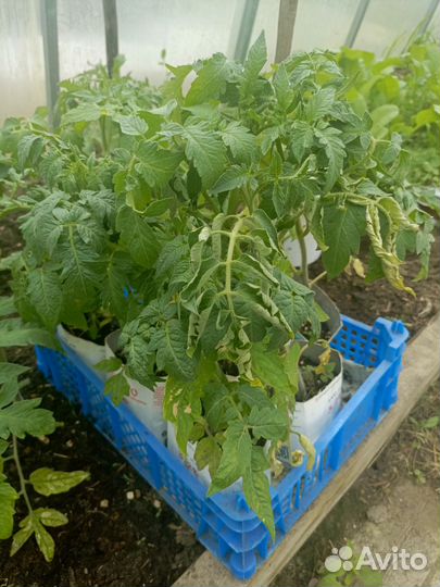 Рассада помидор и перцев