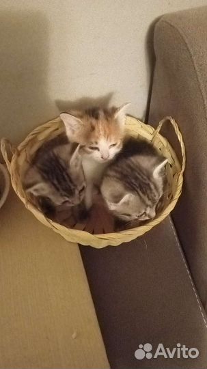 Дом для котят