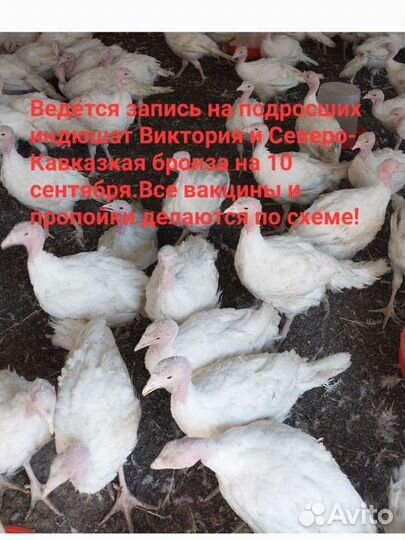 Индюшата Виктория