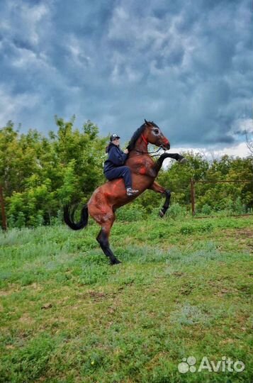 Занятия на лошадях