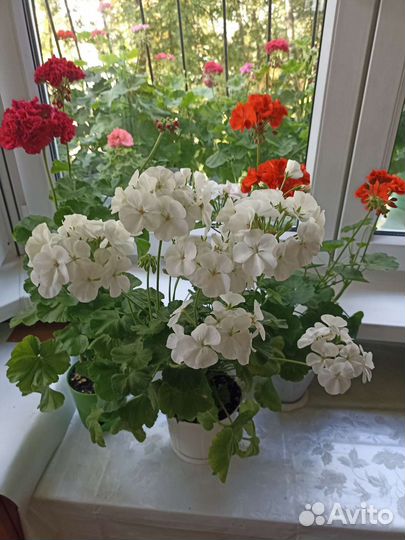 Четыре куста пеларгонии (герани