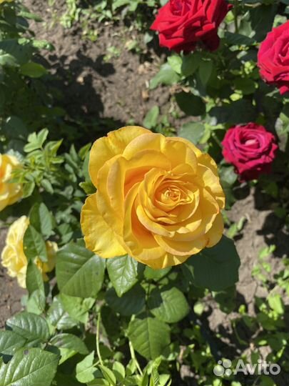 Саженцы, розы